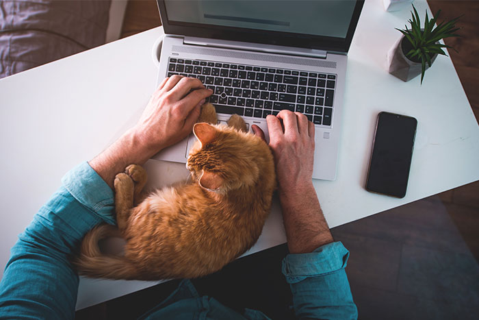 How to Work From Home With Pets